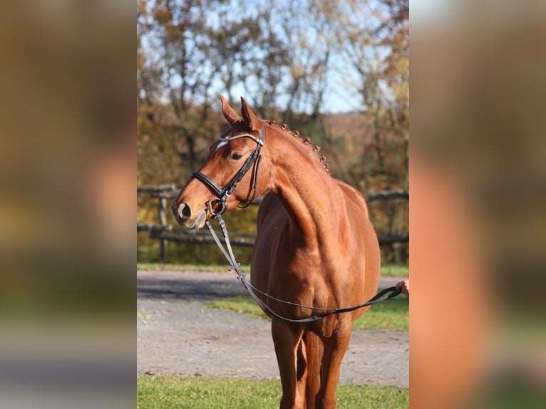 Trakehner Merrie 3 Jaar 165 cm Vos in Bodenfelde