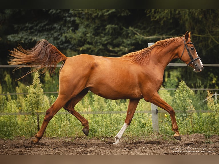 Trakehner Merrie 3 Jaar 165 cm Vos in Wandlitz