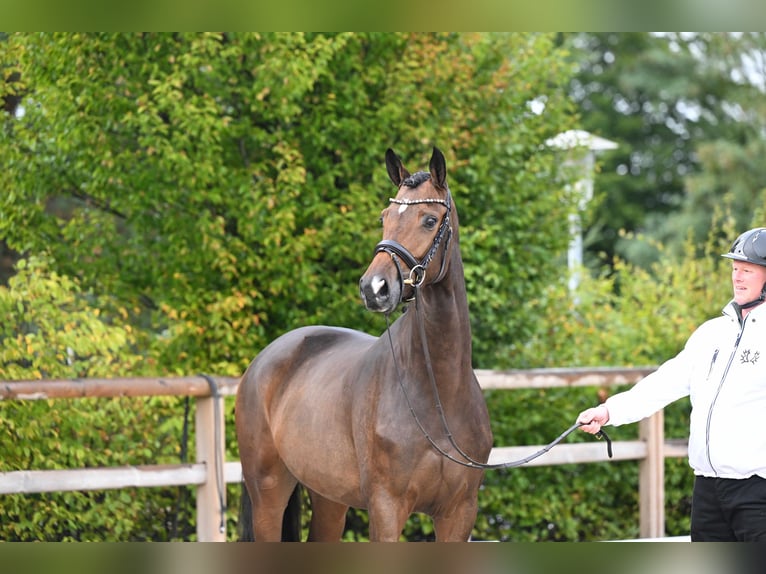 Trakehner Merrie 3 Jaar 166 cm Bruin in Essen
