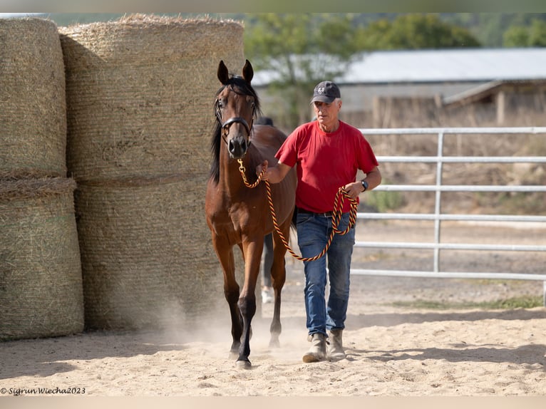 Trakehner Merrie 3 Jaar 166 cm Lichtbruin in Aytos