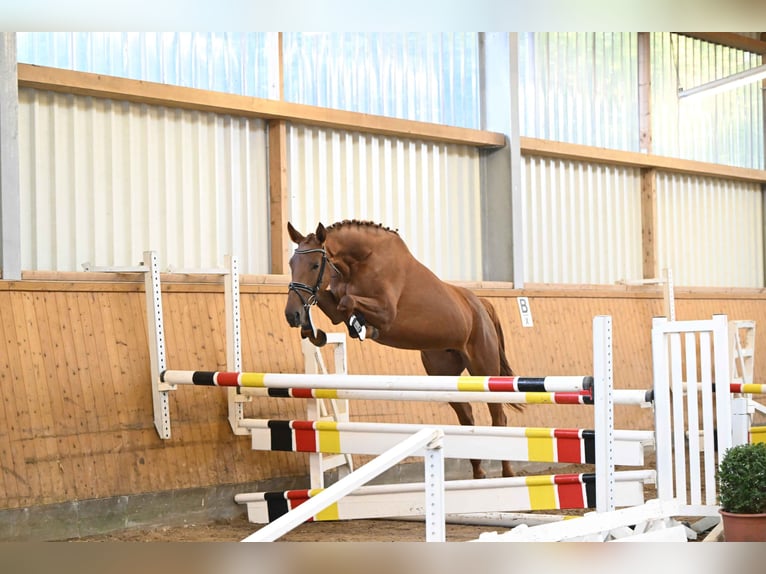 Trakehner Merrie 3 Jaar 166 cm Vos in Weste