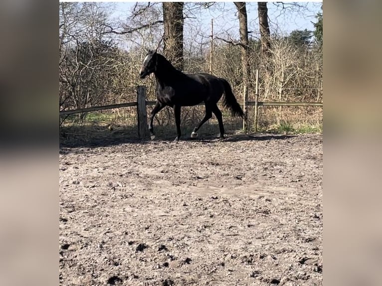 Trakehner Merrie 3 Jaar 167 cm kan schimmel zijn in Vechta