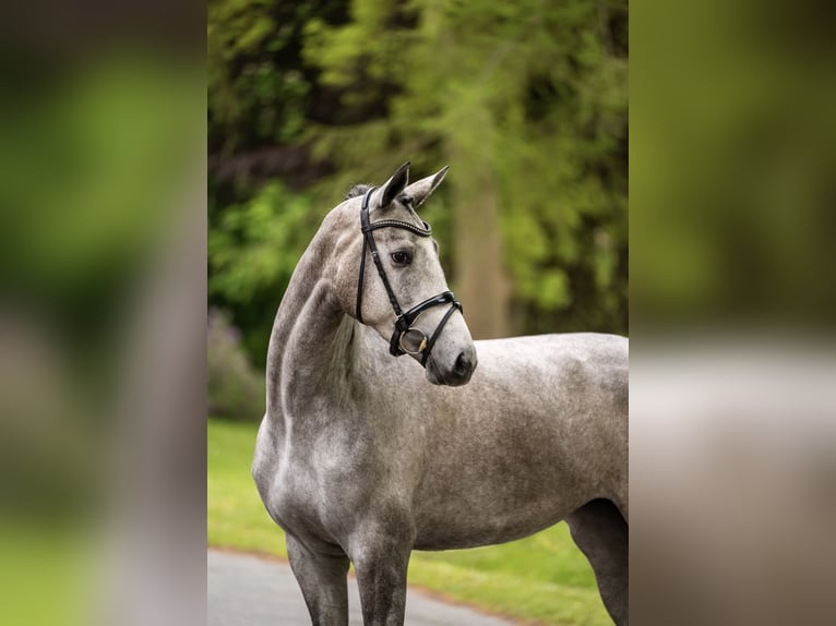 Trakehner Merrie 3 Jaar 167 cm Schimmel in Panker