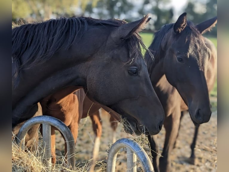 Trakehner Merrie 3 Jaar 168 cm Donkerbruin in Blaustein