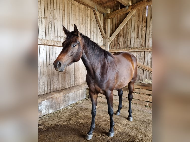 Trakehner Merrie 3 Jaar 168 cm Donkerbruin in Trostberg