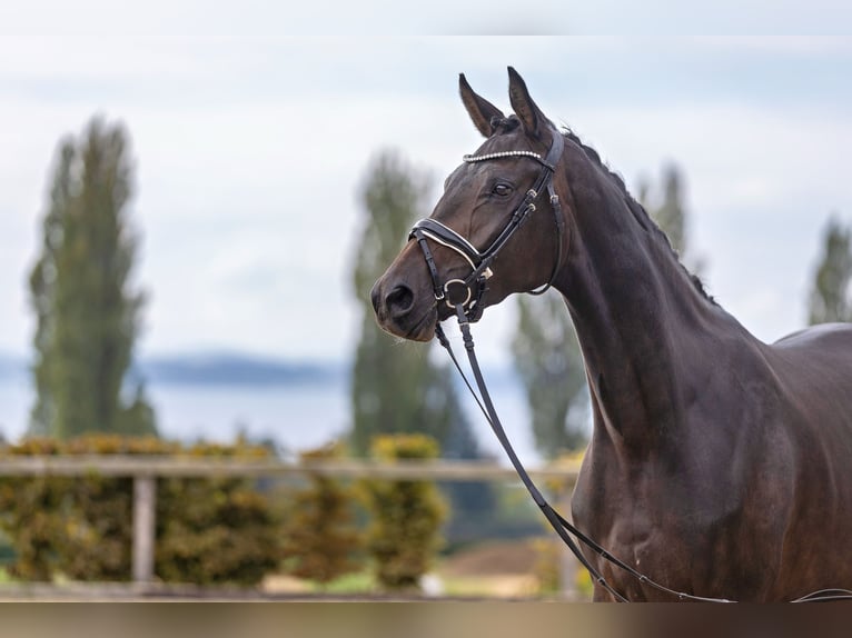 Trakehner Merrie 3 Jaar 168 cm Donkerbruin in Moosach