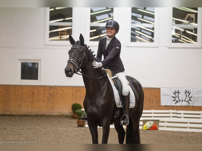 Trakehner Merrie 3 Jaar 169 cm Zwartbruin in Neumünster