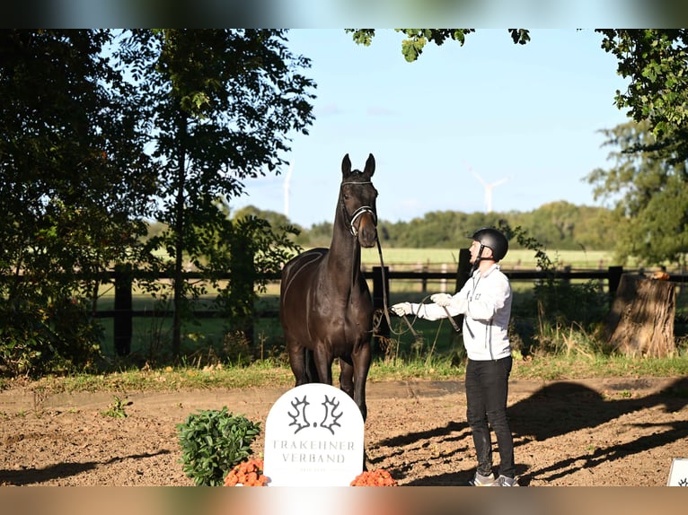 Trakehner Merrie 3 Jaar 169 cm Zwartbruin in Neumünster