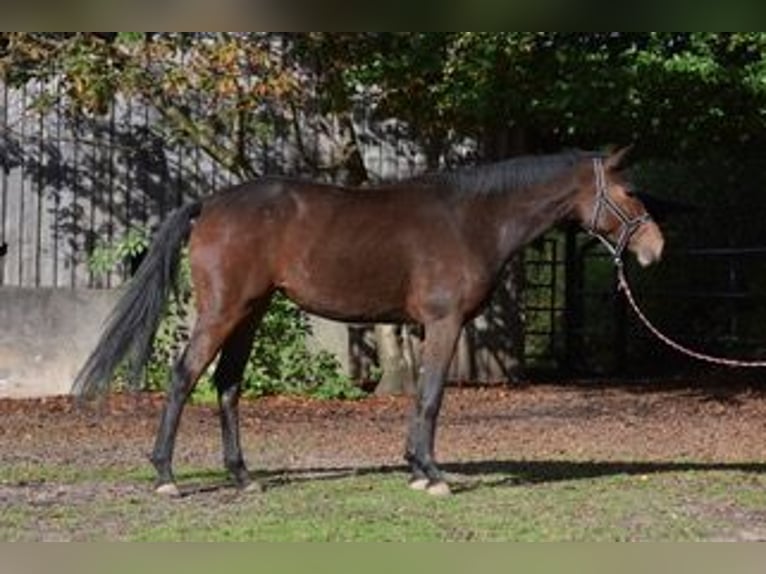 Trakehner Merrie 3 Jaar 170 cm Bruin in Sieverstedt