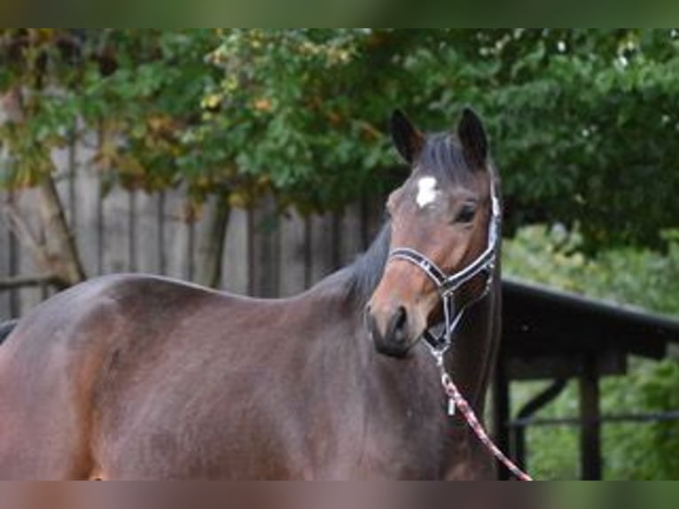 Trakehner Merrie 3 Jaar 170 cm Bruin in Sieverstedt