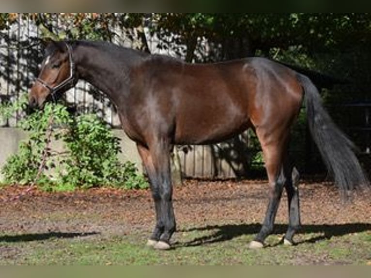 Trakehner Merrie 3 Jaar 170 cm Bruin in Sieverstedt