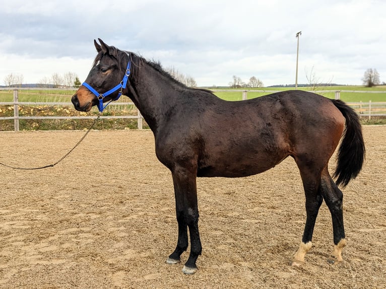 Trakehner Merrie 3 Jaar 170 cm Donkerbruin in Nellingen Aichen