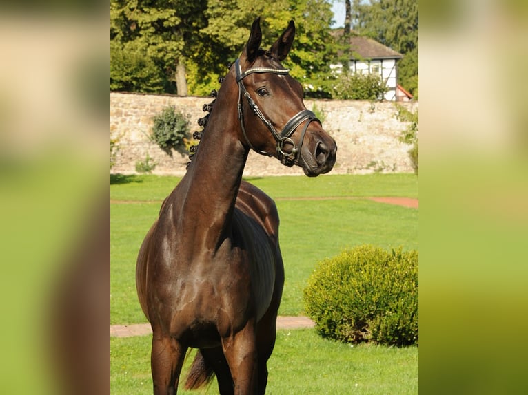 Trakehner Merrie 3 Jaar 170 cm Donkerbruin in Emmerthal