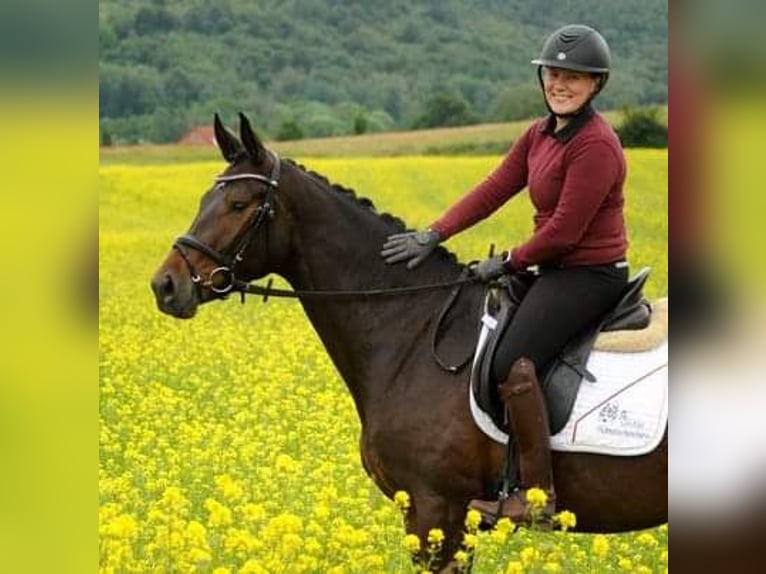 Trakehner Merrie 3 Jaar 170 cm Donkerbruin in Emmerthal