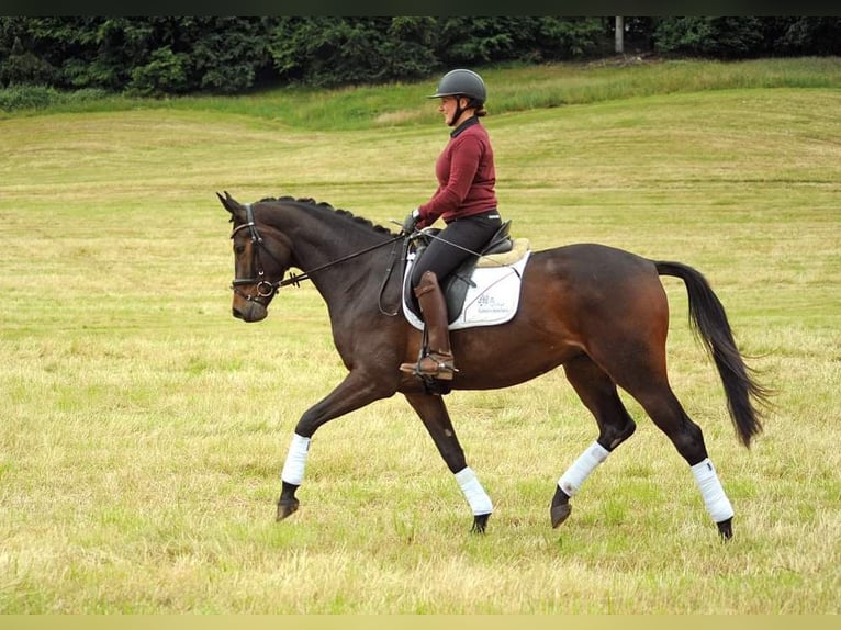 Trakehner Merrie 3 Jaar 170 cm Donkerbruin in Emmerthal