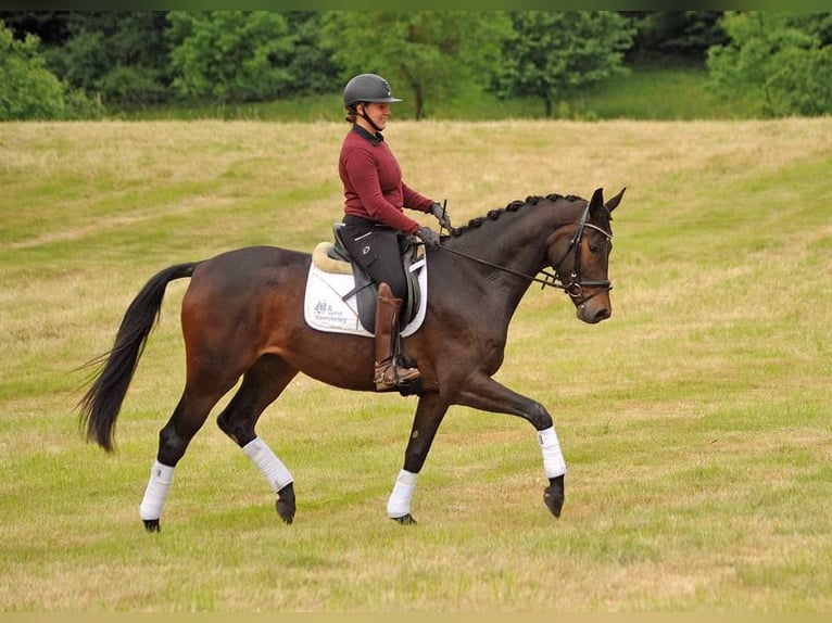 Trakehner Merrie 3 Jaar 170 cm Donkerbruin in Emmerthal