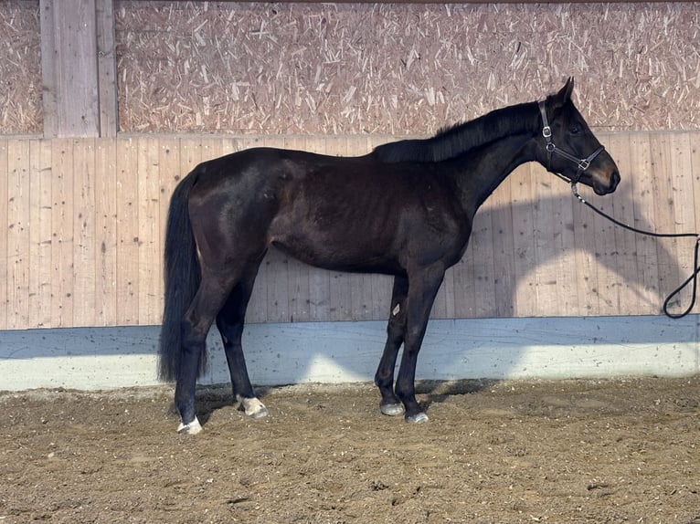 Trakehner Merrie 3 Jaar 170 cm Donkerbruin in Langenenslingen