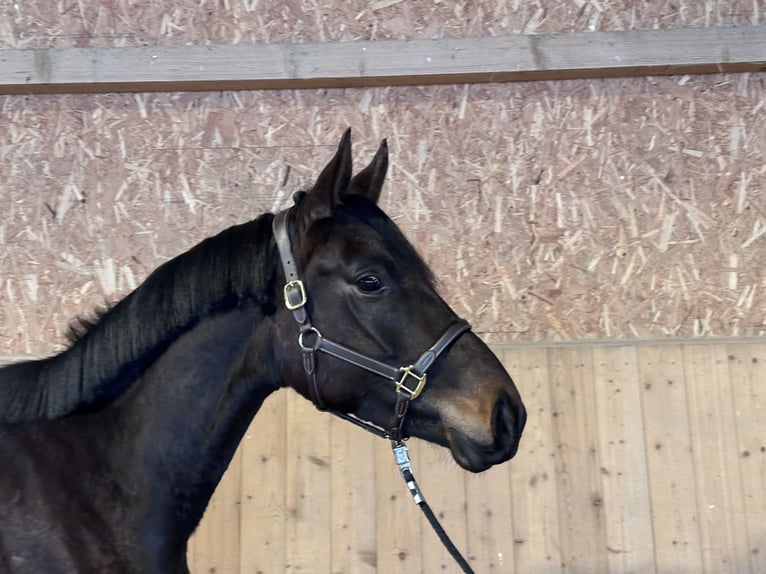 Trakehner Merrie 3 Jaar 170 cm Donkerbruin in Langenenslingen