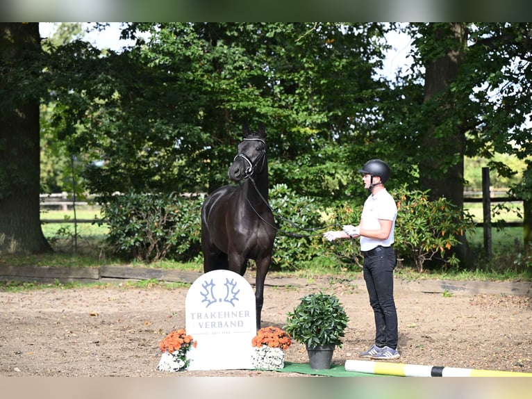 Trakehner Merrie 3 Jaar 170 cm Zwart in Neumünster