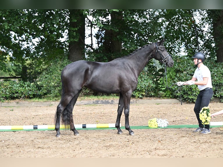 Trakehner Merrie 3 Jaar 170 cm Zwart in Neumünster