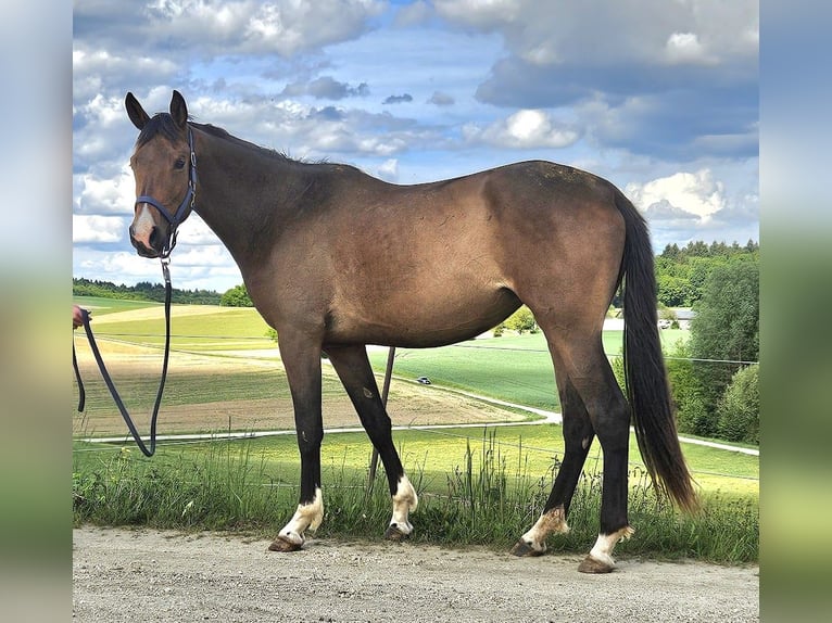Trakehner Merrie 3 Jaar 178 cm Bruin in Adelsried