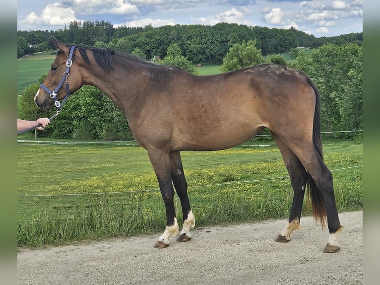 Trakehner Merrie 3 Jaar 178 cm Bruin in Adelsried
