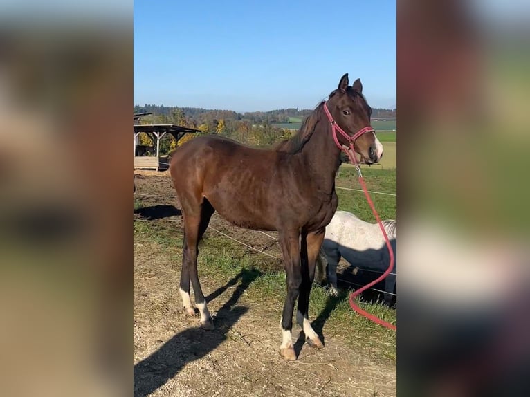 Trakehner Merrie 3 Jaar 178 cm Bruin in Adelsried