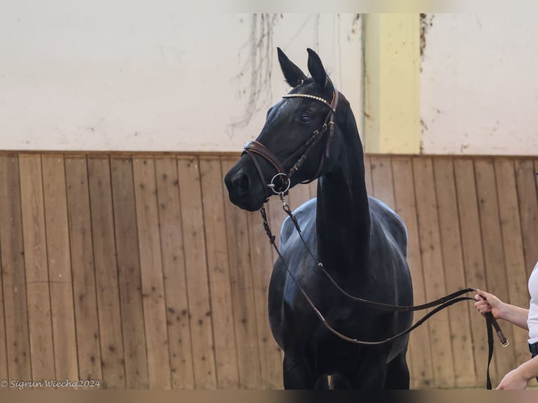 Trakehner Merrie 3 Jaar Zwartbruin in Warlitz