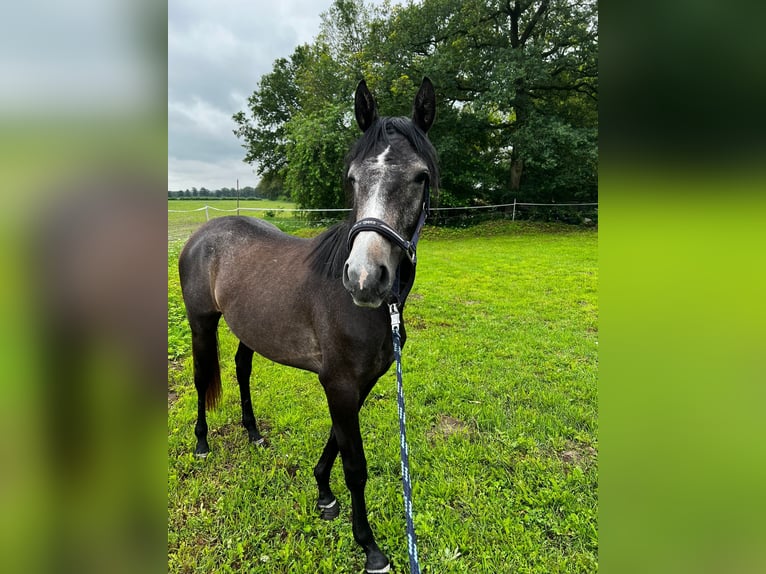 Trakehner Merrie 3 Jaar Zwartschimmel in Hasenmoor