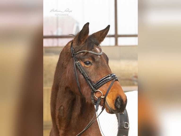 Trakehner Merrie 4 Jaar 155 cm Bruin in Bad Wildungen