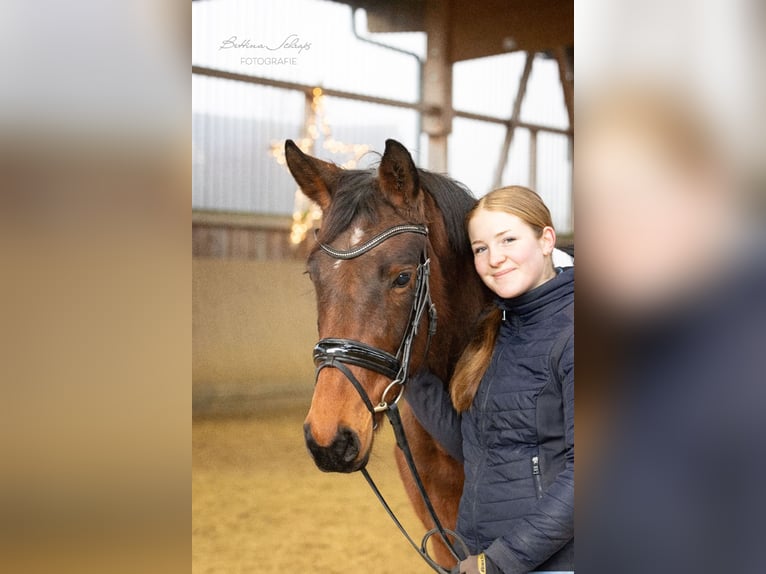 Trakehner Merrie 4 Jaar 155 cm Bruin in Bad Wildungen