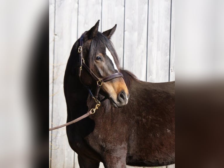 Trakehner Merrie 4 Jaar 160 cm Bruin in Günzburg