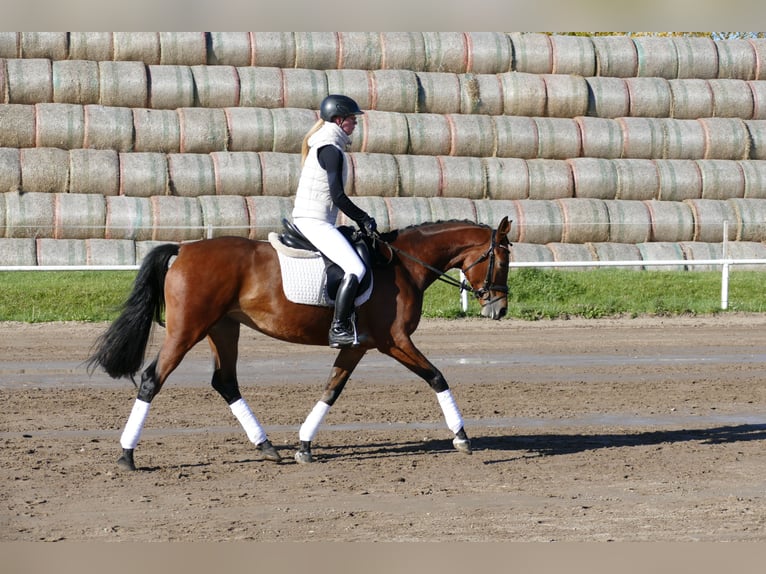 Trakehner Merrie 4 Jaar 160 cm Bruin in Ganschow