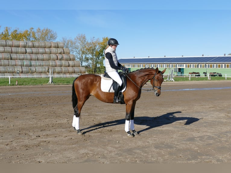 Trakehner Merrie 4 Jaar 160 cm Bruin in Ganschow