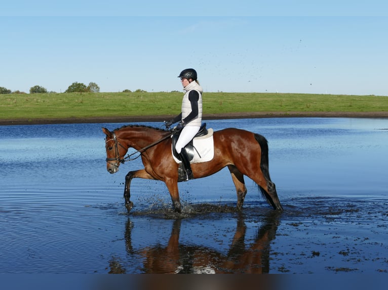 Trakehner Merrie 4 Jaar 160 cm Bruin in Ganschow
