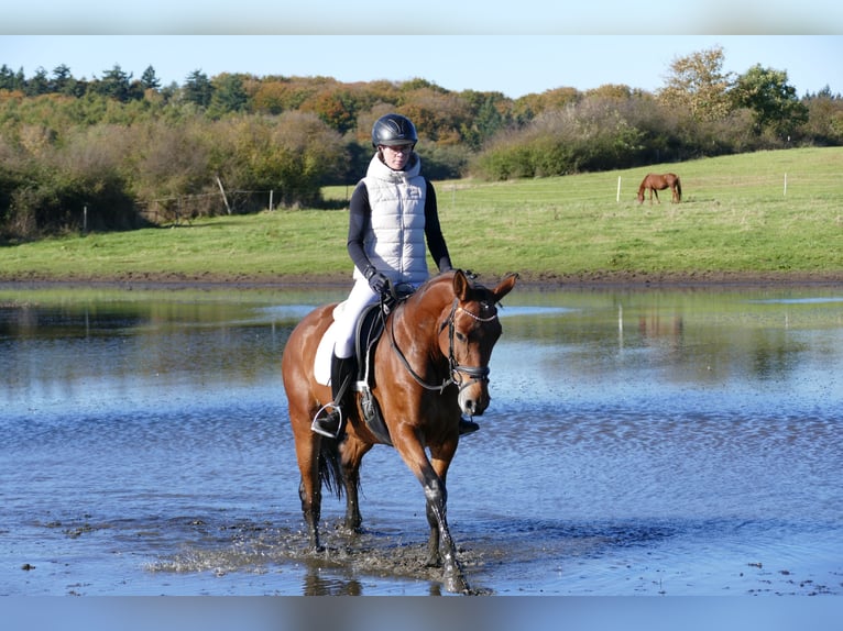 Trakehner Merrie 4 Jaar 160 cm Bruin in Ganschow