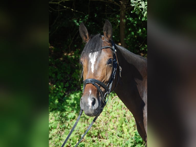 Trakehner Merrie 4 Jaar 160 cm Donkerbruin in Bad Salzuflen