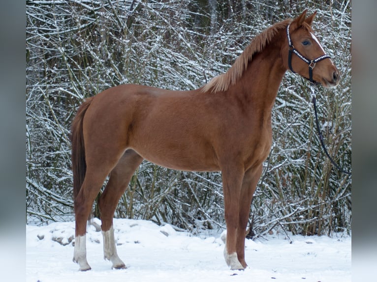 Trakehner Merrie 4 Jaar 160 cm in Wandlitz