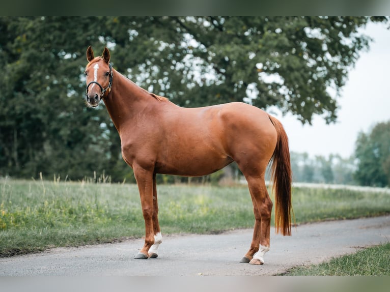 Trakehner Merrie 4 Jaar 160 cm Vos in Klein-Heide
