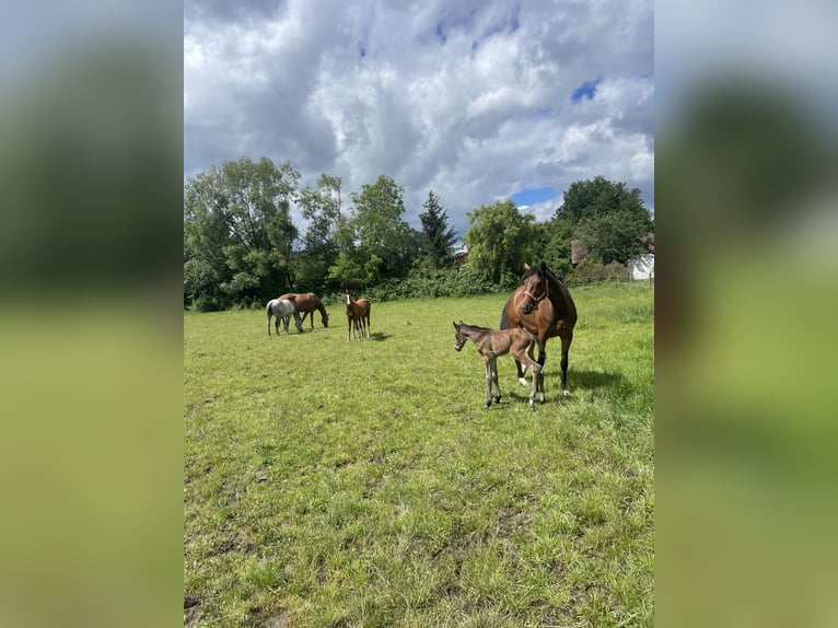 Trakehner Merrie 4 Jaar 162 cm Bruin in Weißenburg in Bayern