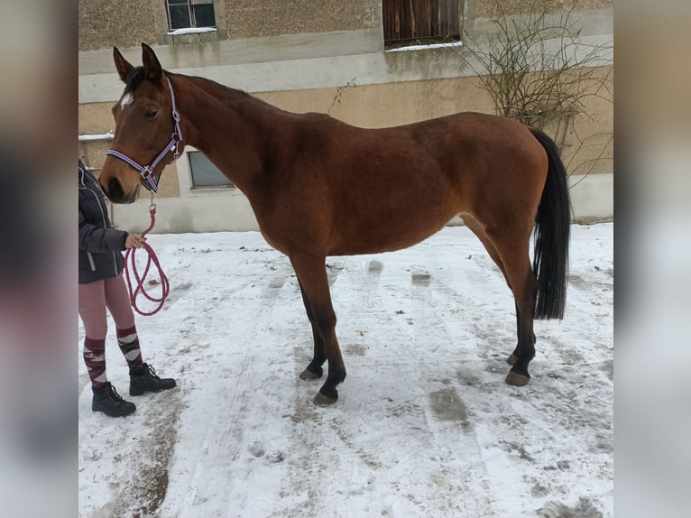 Trakehner Merrie 4 Jaar 163 cm Lichtbruin in Mügeln
