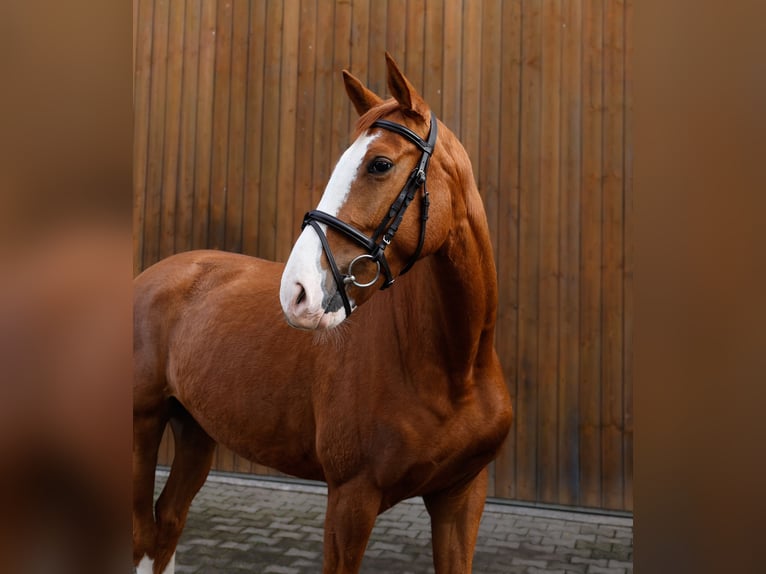 Trakehner Merrie 4 Jaar 163 cm Vos in Wernau
