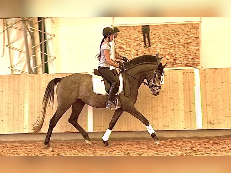 Trakehner Merrie 4 Jaar 163 cm Zwartschimmel in Harsdorf