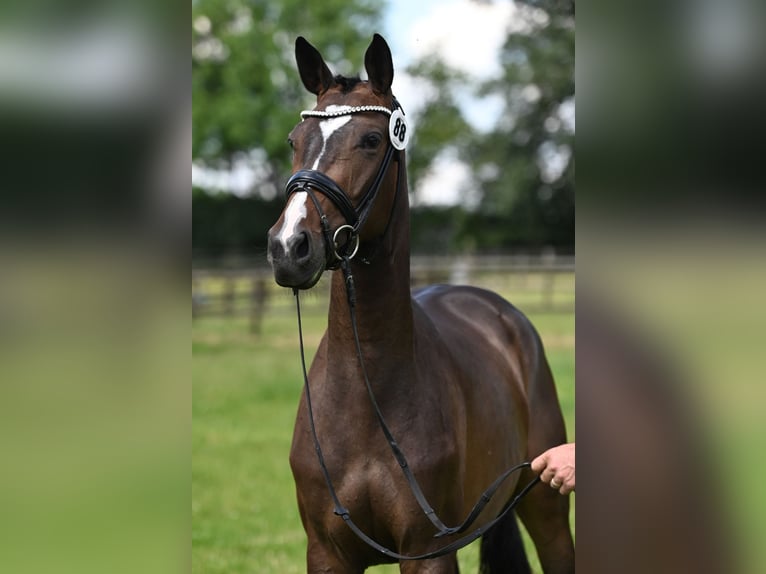 Trakehner Merrie 4 Jaar 164 cm Donkerbruin in Beckum