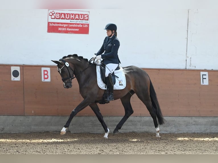 Trakehner Merrie 4 Jaar 164 cm Donkerbruin in Beckum