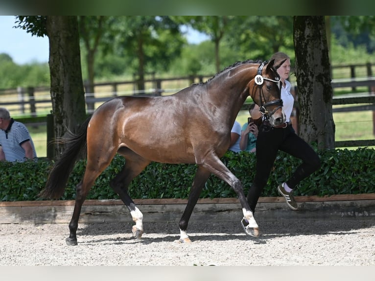 Trakehner Merrie 4 Jaar 164 cm Donkerbruin in Beckum