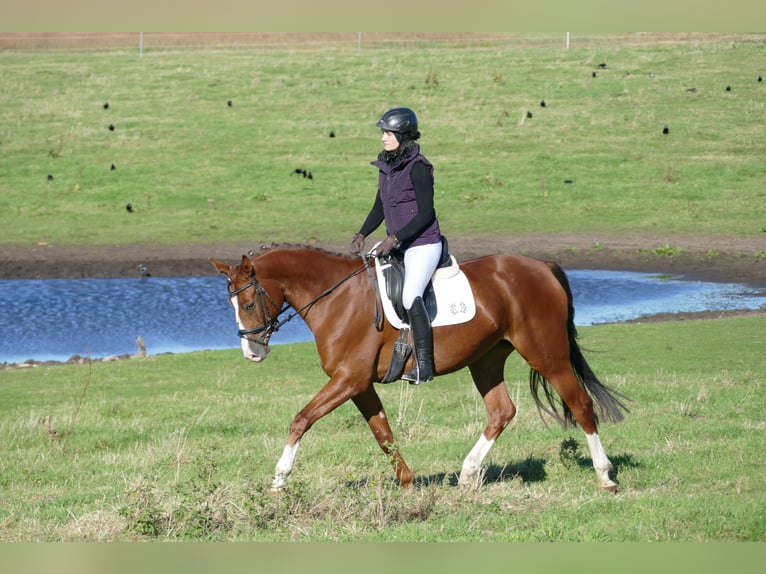 Trakehner Merrie 4 Jaar 164 cm Donkere-vos in Ganschow