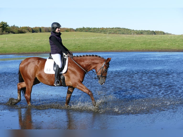 Trakehner Merrie 4 Jaar 164 cm Donkere-vos in Ganschow