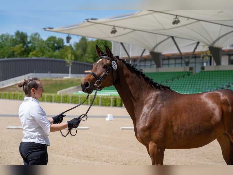 Trakehner Merrie 4 Jaar 165 cm Bruin in Pirna