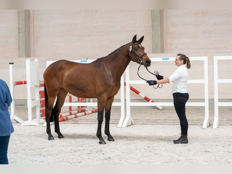 Trakehner Merrie 4 Jaar 165 cm Bruin in Pirna